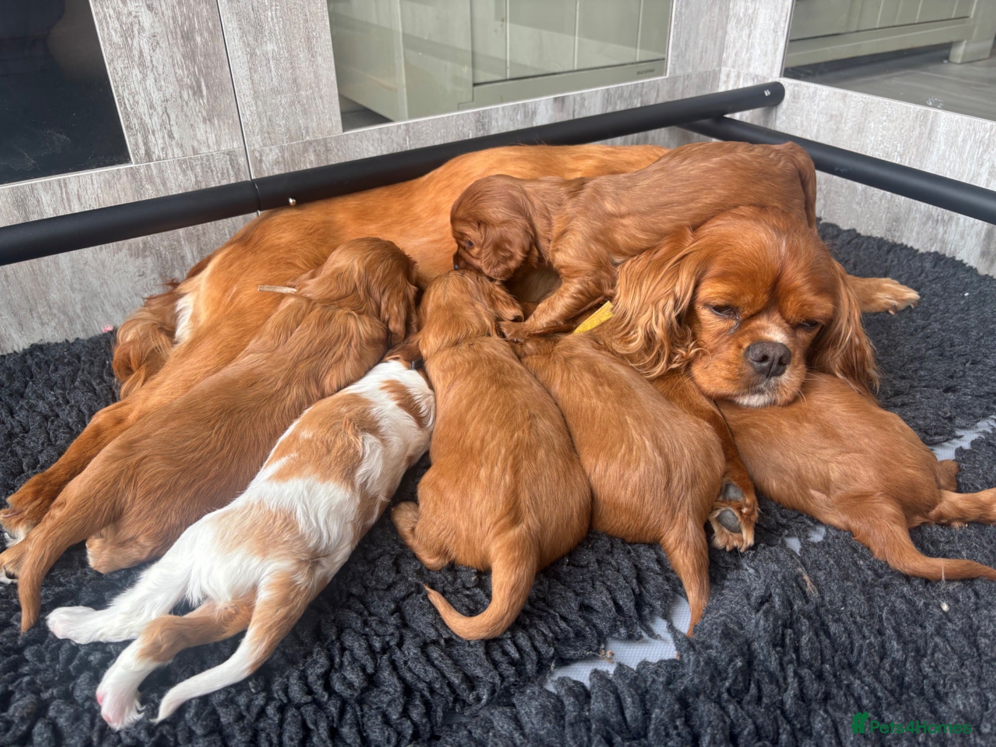 Cavalier King Charles Spaniel dogs Beautiful KC registered CKCS litter 💛 - Advert 1
