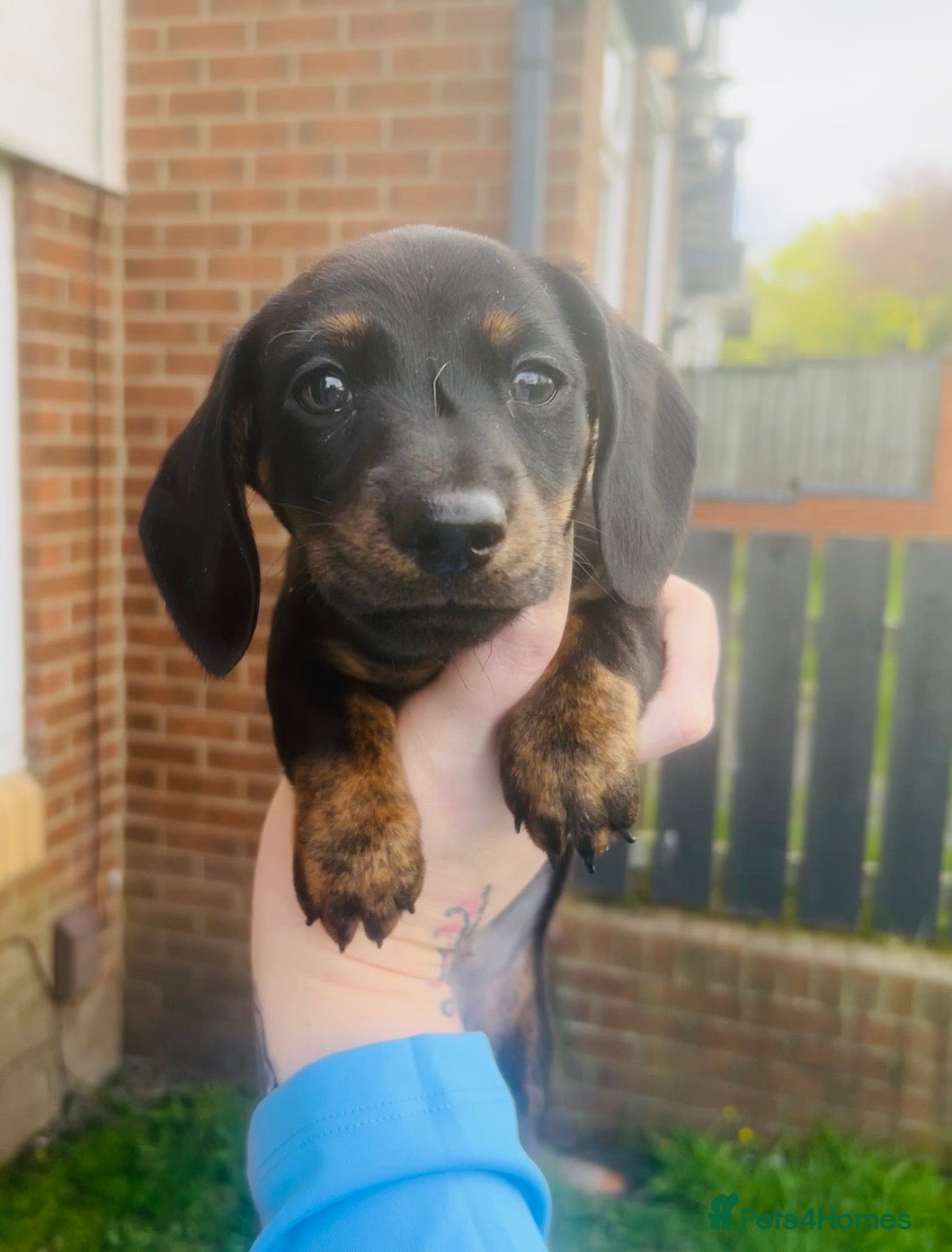 Miniature Dachshund dogs Miniature dachshund boy - Advert 4