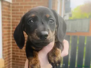 Miniature Dachshund dogs Miniature dachshund boy - Advert 5