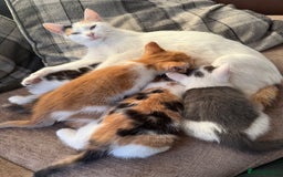 British Shorthair cats for sale: Stunning colour litter of kittens  - Image 6