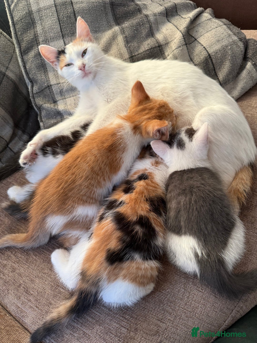 British Shorthair cats for sale: Stunning colour litter of kittens  - Image 6