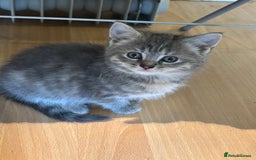 Mixed Breed cats for sale: Stunning Kittens  - Image 5