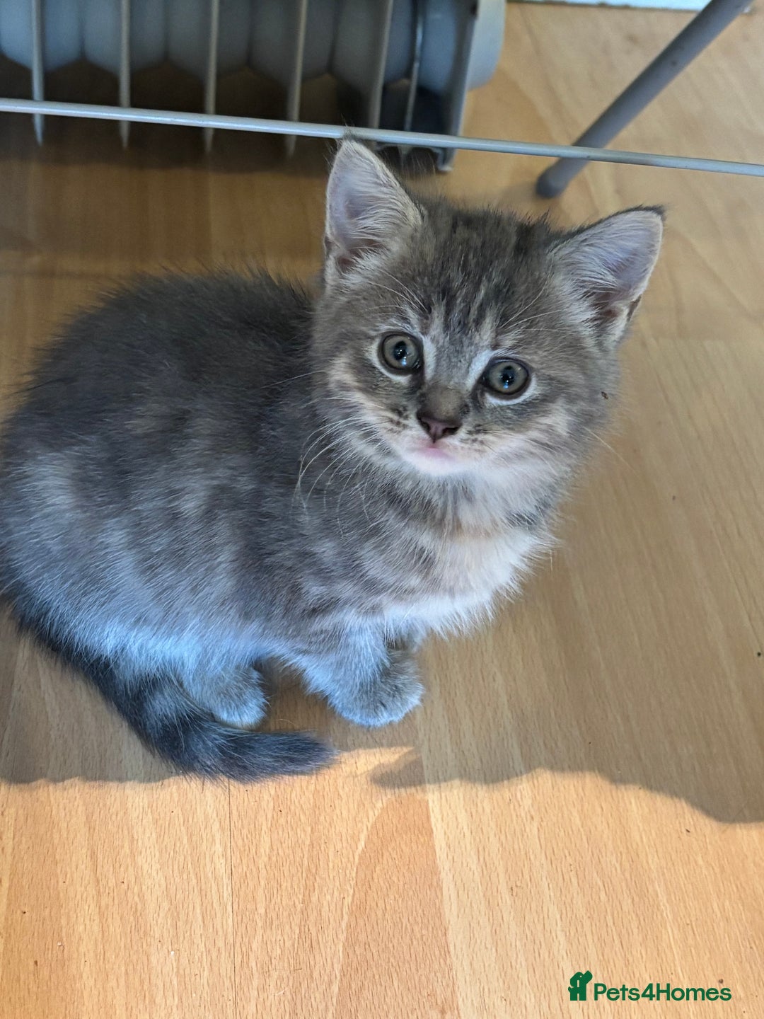 Mixed Breed cats for sale: Stunning Kittens  - Image 5