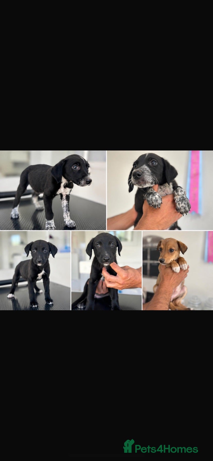 Lurcher dogs Stunning lurcher puppies  - Advert 2