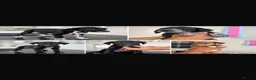 Lurcher dogs for sale: 4 Stunning lurcher puppies  - Advert 3