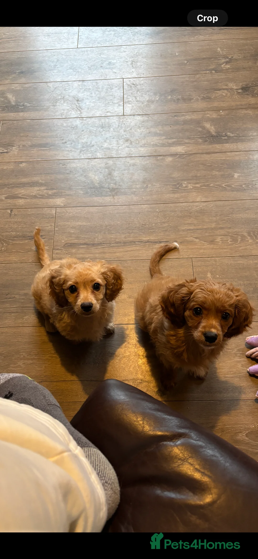 Cavapoo dogs for sale: Beautiful litter of Cavapoo puppies - Advert 6
