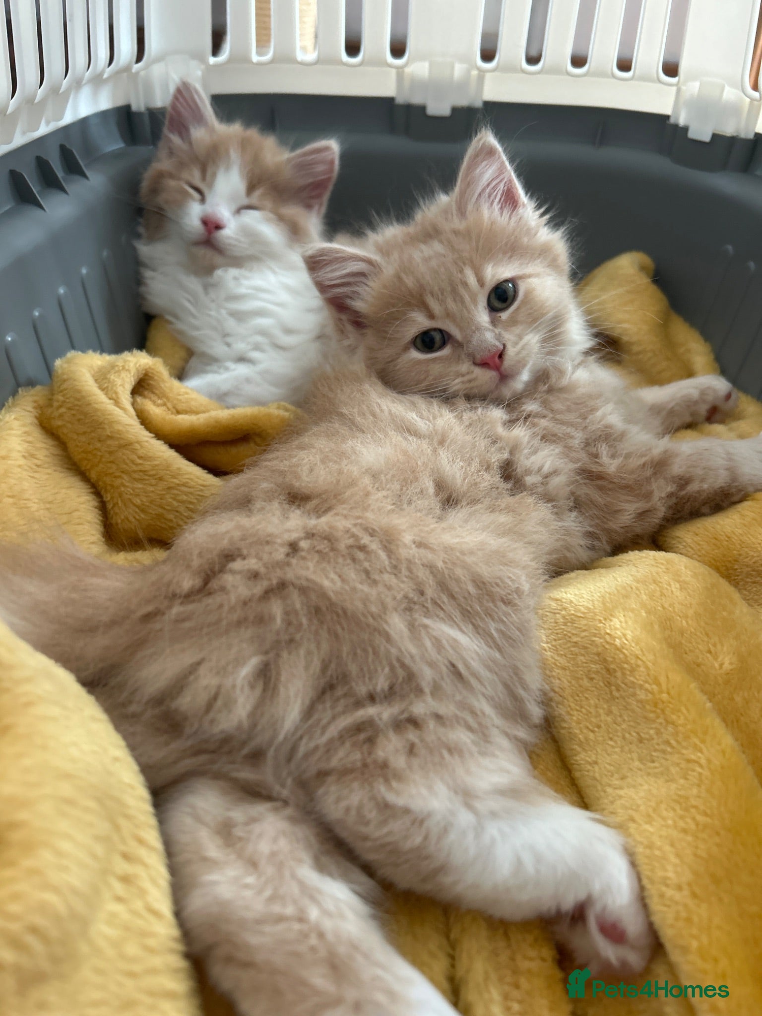 British Shorthair cats Beautiful British Shorthair and Ragdoll cross  - Advert 18