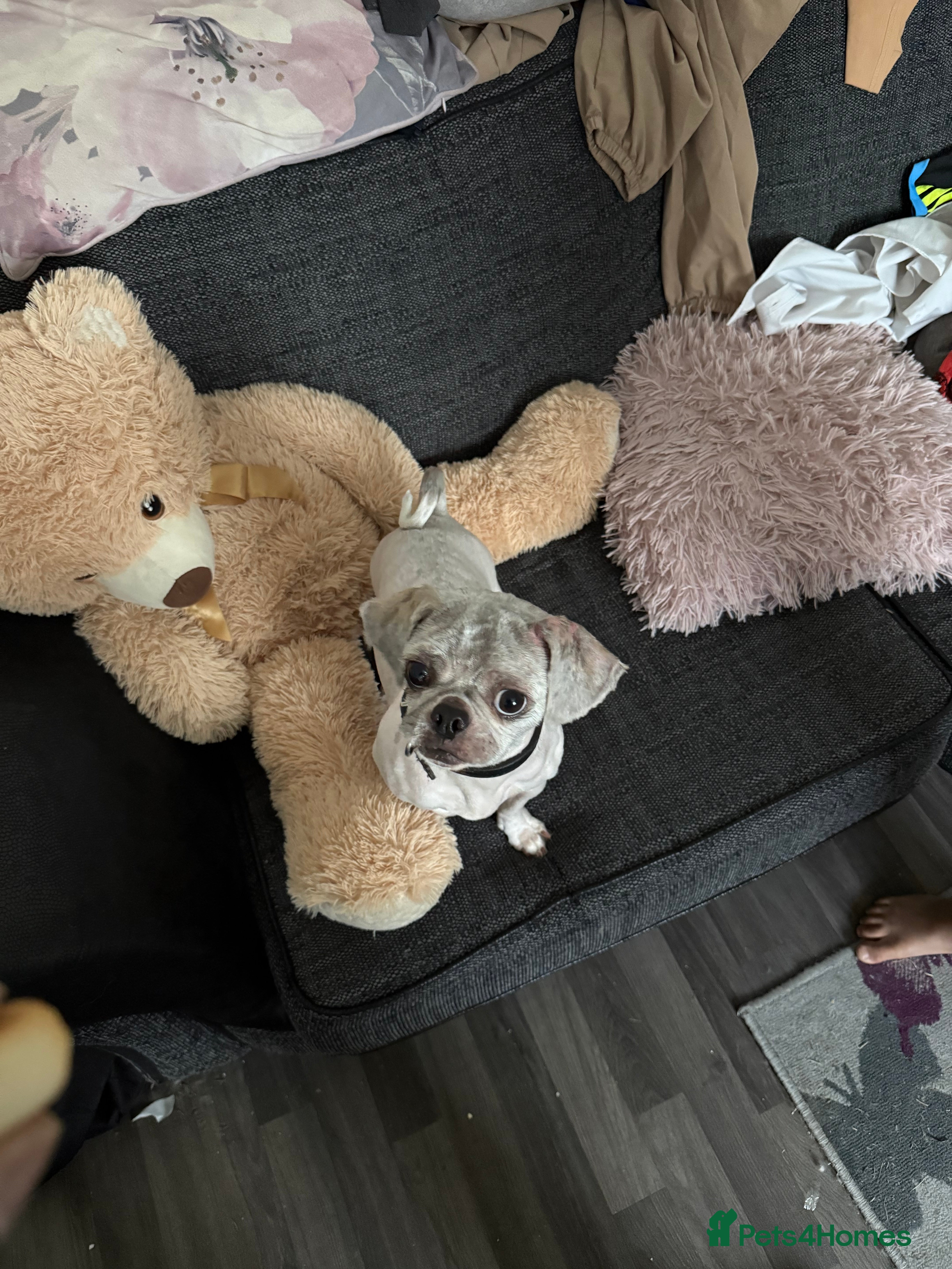 Shih Tzu dogs Shih Tzu for adoption - Advert 6