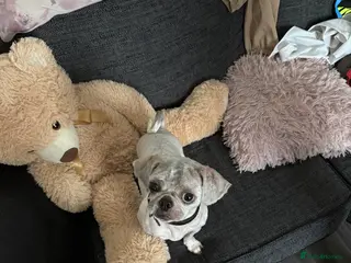 Shih Tzu dogs Shih Tzu for adoption - Advert 8