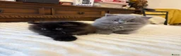 British Longhair cats for sale: Adorable British Long Hair Kittens (Girl & Boy)  - Advert 14