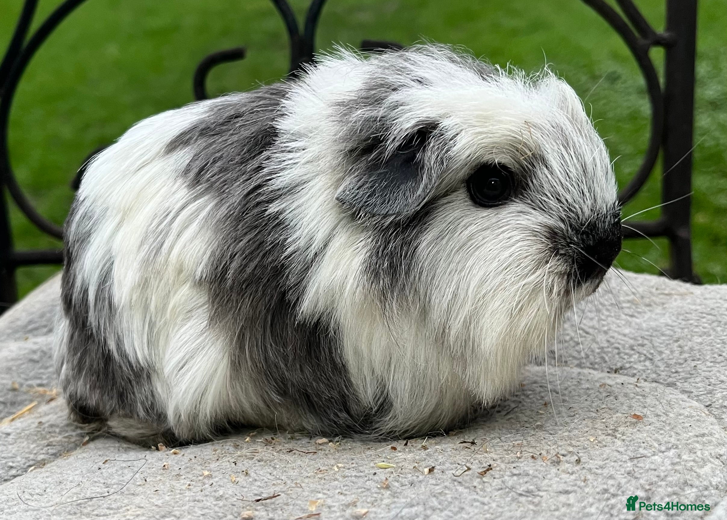 Guinea Pig rodents Texel and Sheltie  baby Guinea pigs.  - Advert 10