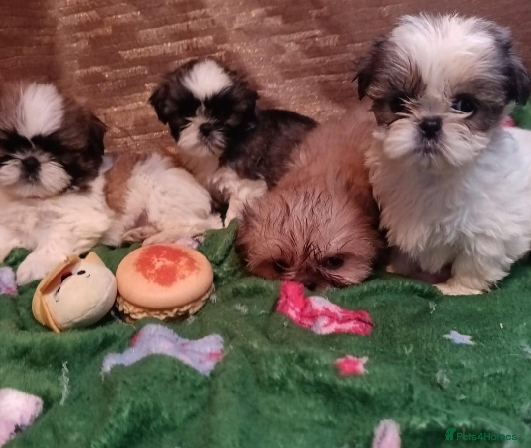 Shih Tzu dogs for sale: Shih Tzu puppy's - Advert 8