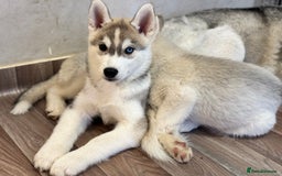 Siberian Husky dogs for sale: Beautiful Siberian Husky - Image 15