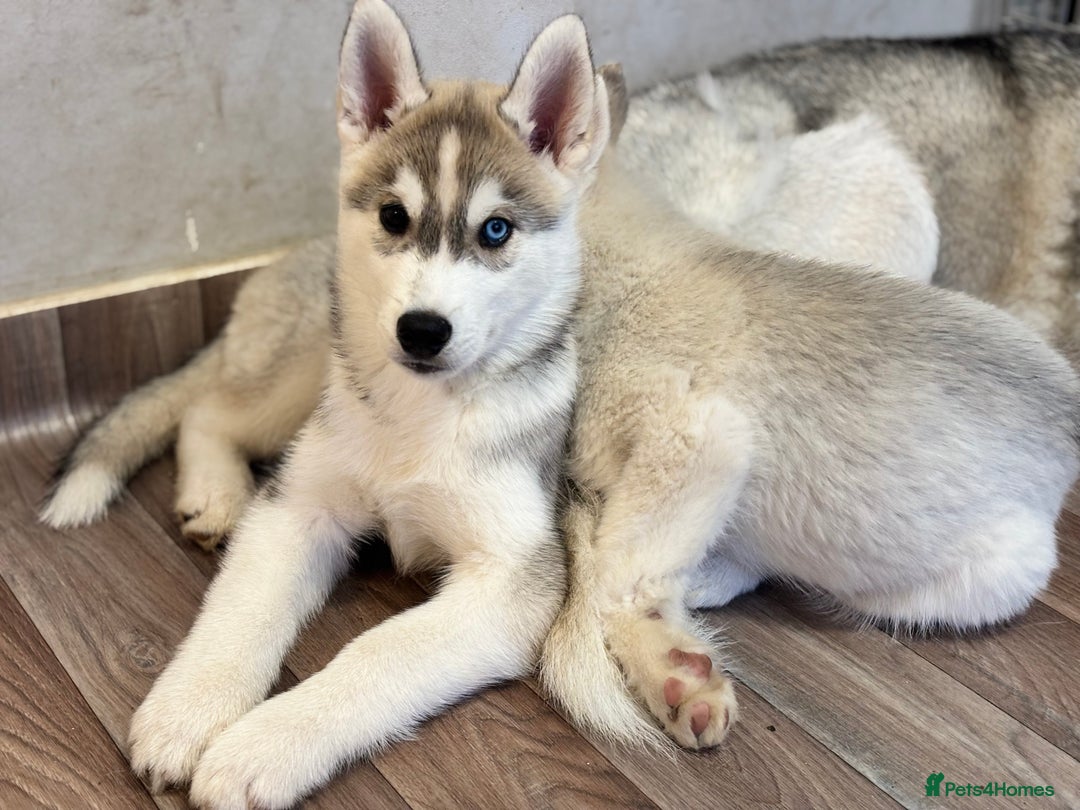 Siberian Husky dogs for sale: Beautiful Siberian Husky - Image 15