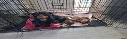 Mixed Breed dogs for sale: Bull terrier X Miniature Dachshund puppies in Chesterfield - Advert 11
