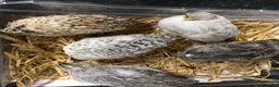 Mixed Breed birds for sale: 5 quail chicks  in Manchester - Advert 13