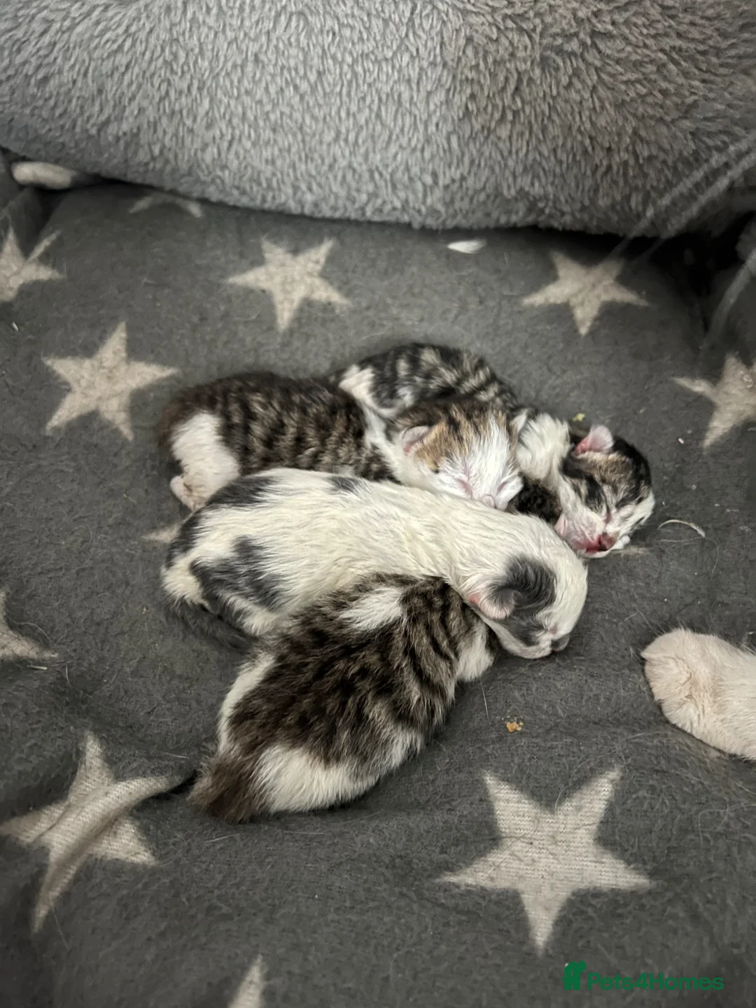 Mixed Breed cats for sale: 4 kittens  - Advert 33