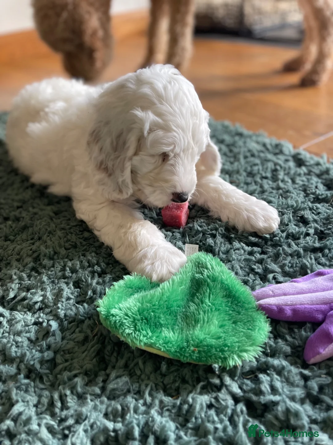 Australian Labradoodle dogs for sale: Australian Labradoodle Puppies Only 2 Remaining - Advert 1