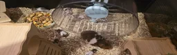 Hamster rodents for sale: 12 baby Syrian Hamsters  - Advert 9