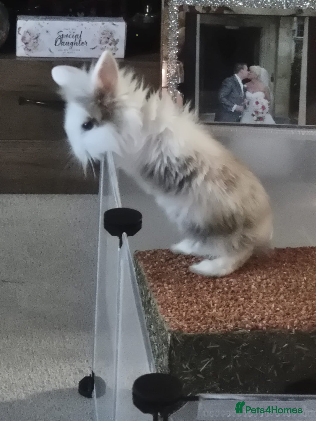 Lionhead rabbits for sale: Male lionlop - Advert 2