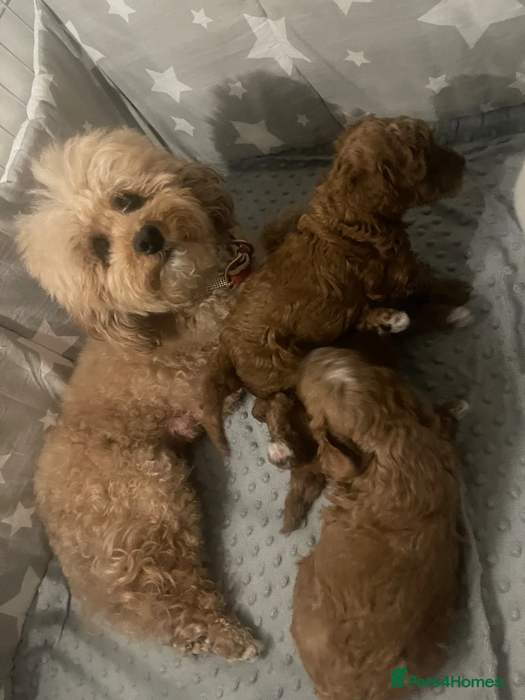 Toy Poodle dogs for sale: Toy Poodle  - Advert 13
