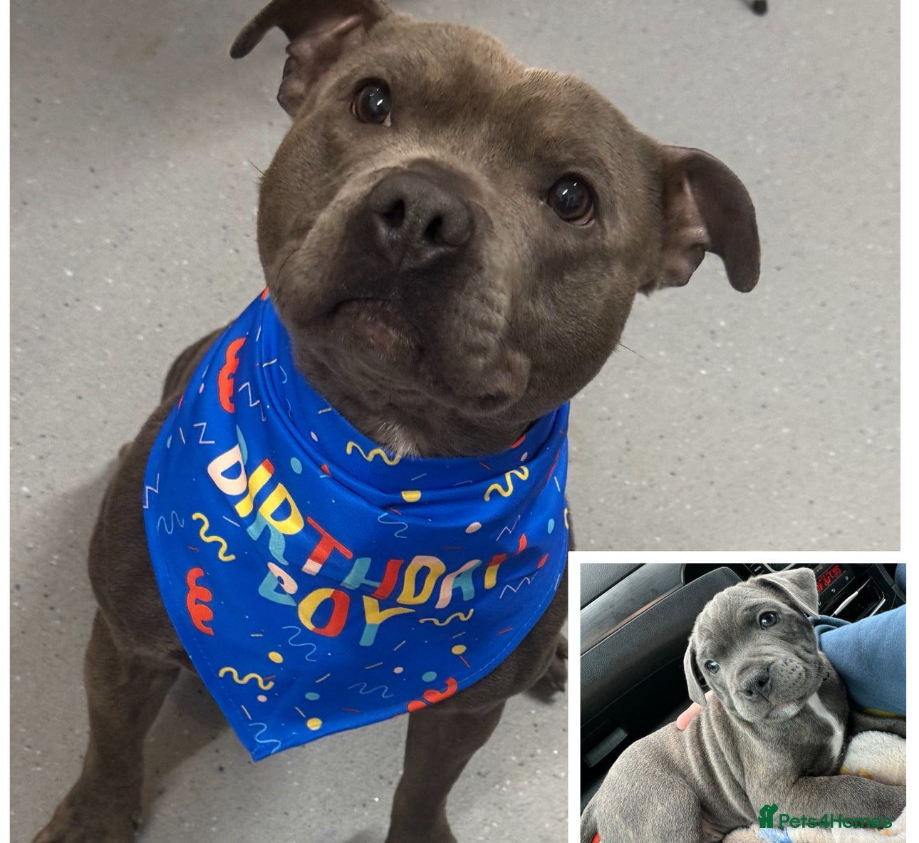 Staffordshire Bull Terrier dogs 2 year old male Staffordshire bull terrier  - Advert 13