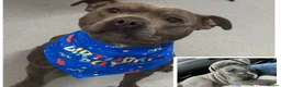 Staffordshire Bull Terrier dogs for sale: 2 year old male Staffordshire bull terrier  in Sturminster Newton - Advert 1