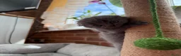 Scottish Fold cats for sale: 😊Tabby Scottish fold  - Advert 31