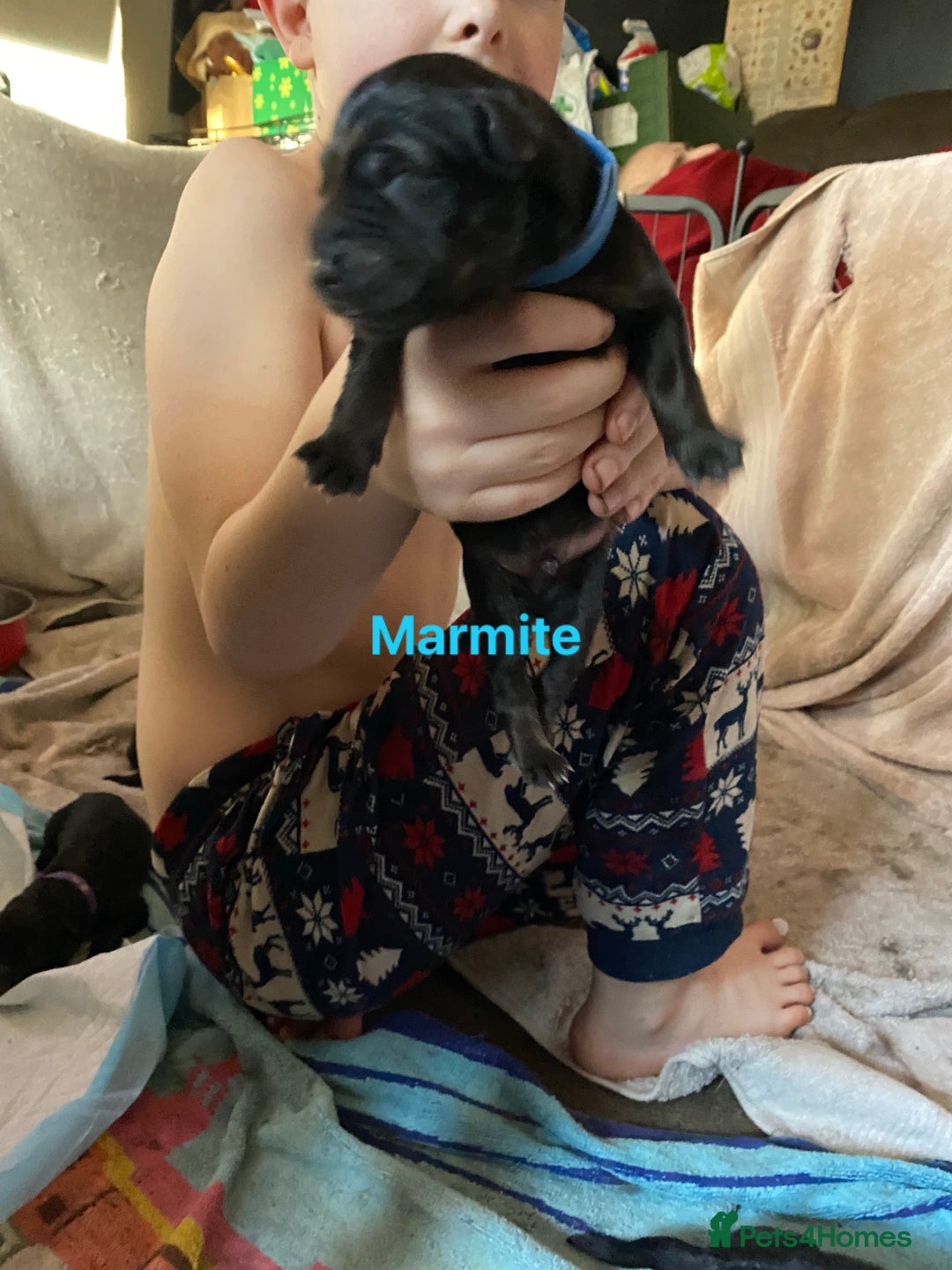 Mixed Breed dogs for sale: German shepherd x chow x lurcher  - Advert 3