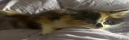 Mixed Breed cats for sale: Female long haired calico kitten in Thornton-Cleveleys - Advert 6