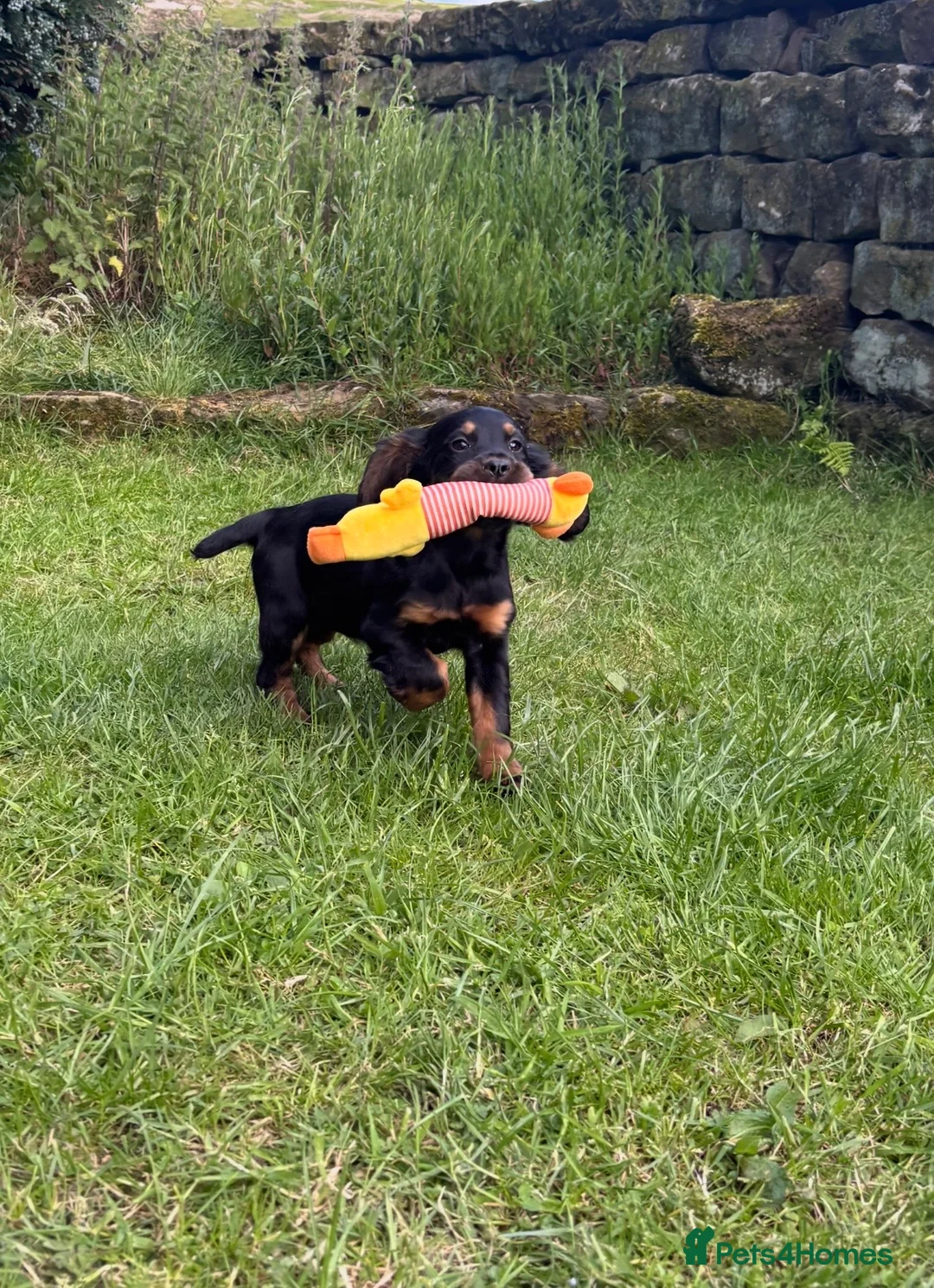 Cocker Spaniel dogs for sale: Black & Tan Girl left. 10 Weeks Old - Advert 1