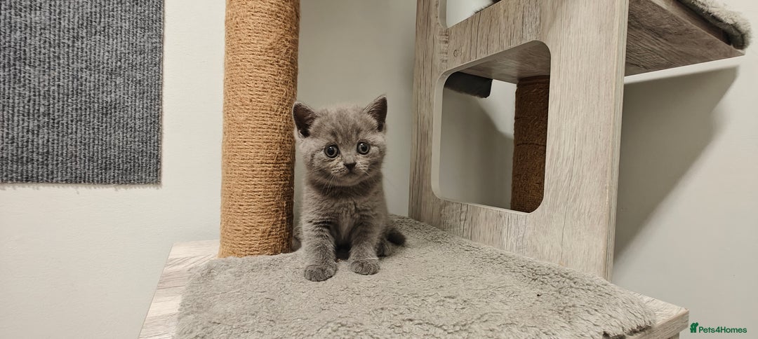 British Shorthair cats for sale: British shorthair blue / lilac kittens  - Image 18