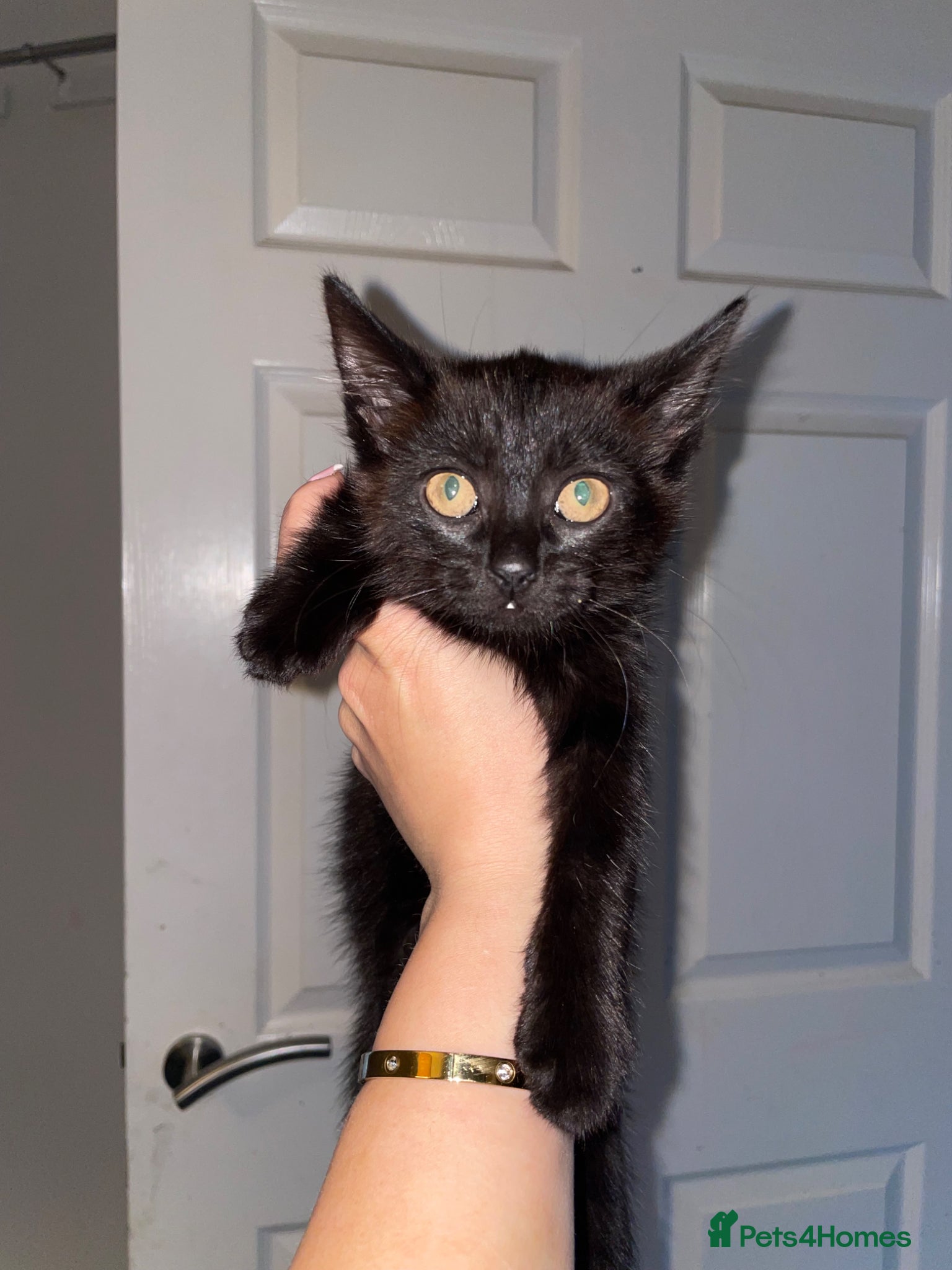 Mixed Breed cats Kitten  - Advert 1