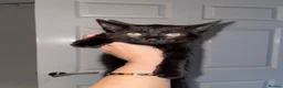 Mixed Breed cats for sale: Kitten  in Manchester - Advert 1