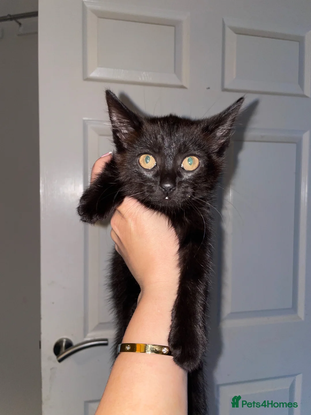 Mixed Breed cats for sale: Kitten  in Manchester - Advert 1