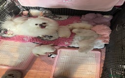 Pomeranian dogs for sale: Stunning Kc-reg boys 🌟🌟🌟🌟🌟 - Image 4