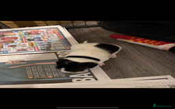 Jack Russell dogs for sale: Jack Russell puppies  - Image 9