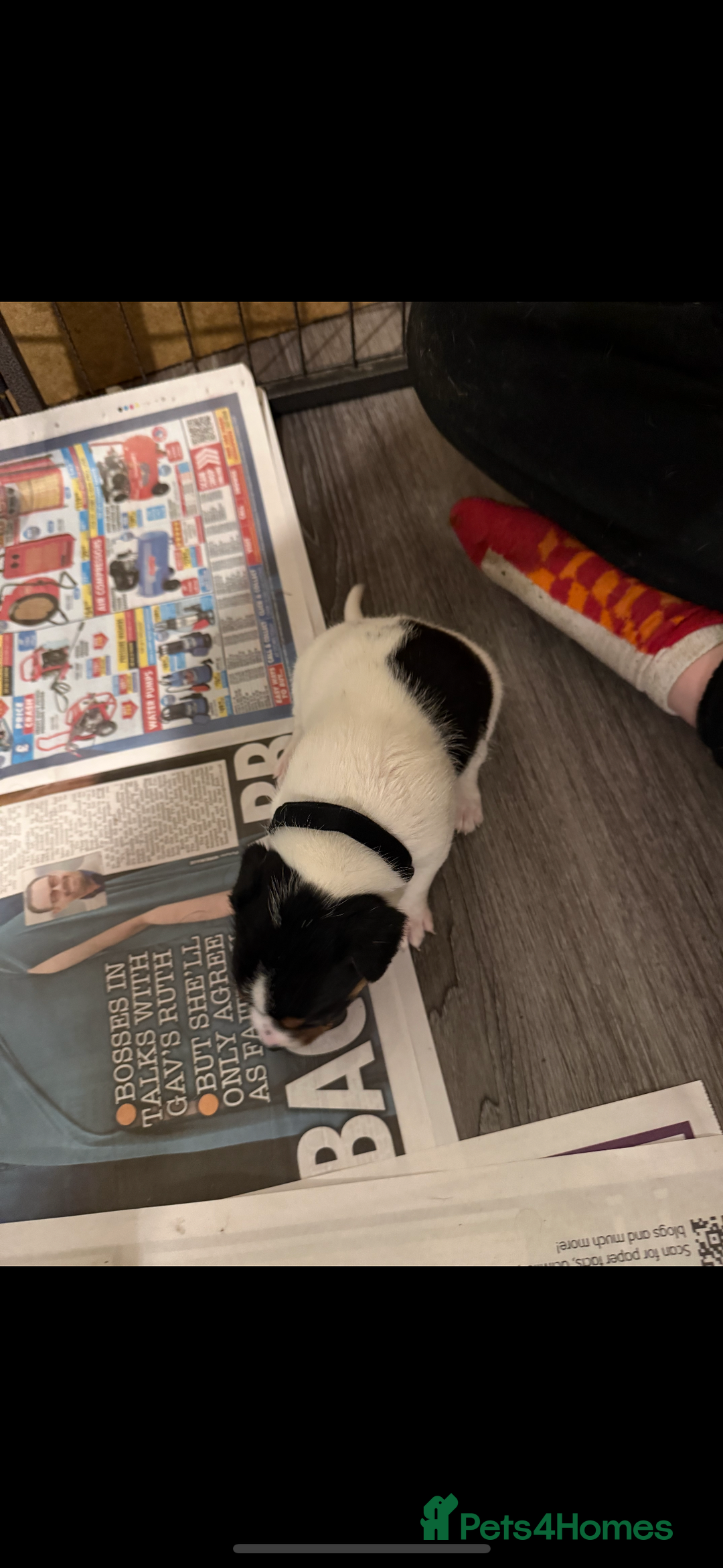 Jack Russell dogs for sale: Jack Russell puppies  - Image 9