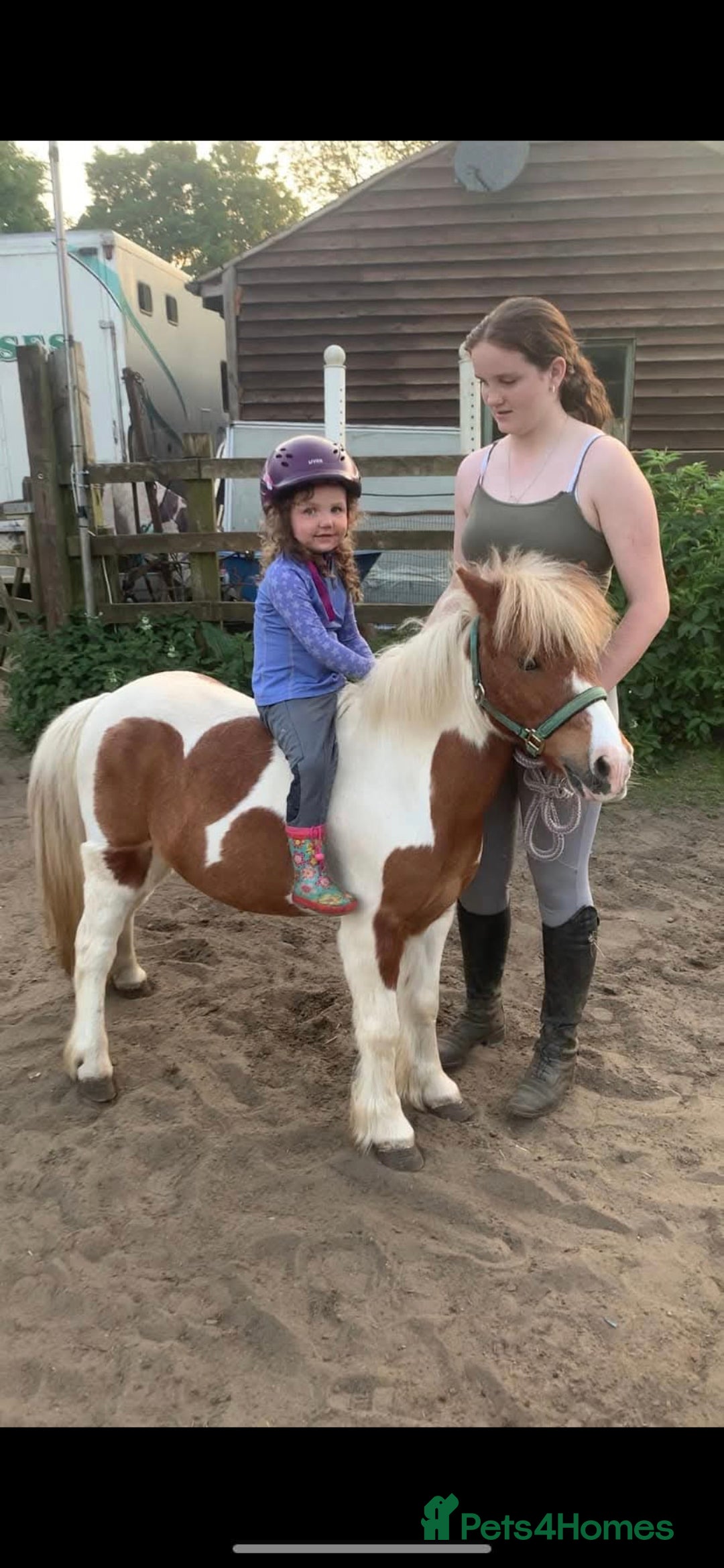 Shetland pony horses for sale: Teddy the super shetland  - Image 4