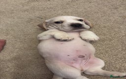 Mixed Breed dogs for sale: Miniature dachshund x French bulldog - Image 5