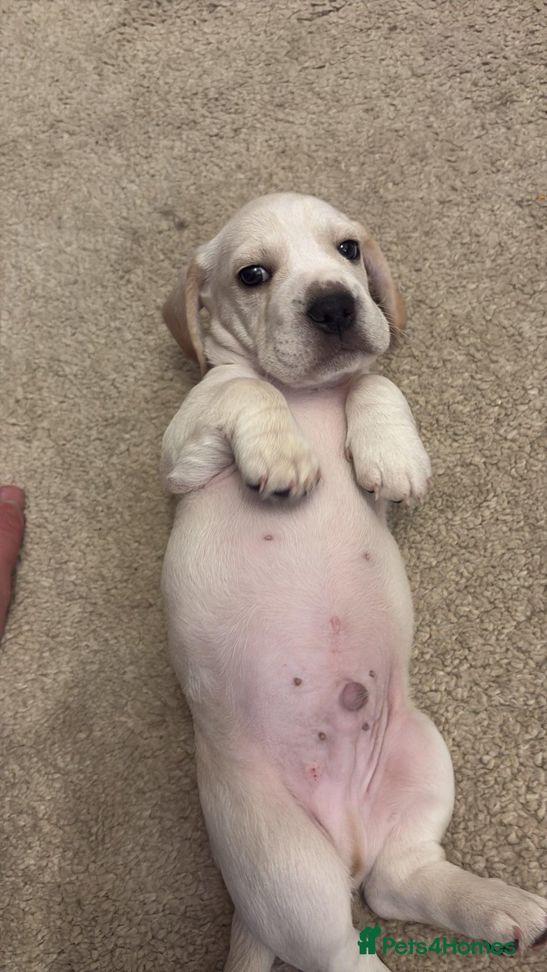 Mixed Breed dogs for sale: Miniature dachshund x French bulldog - Image 5