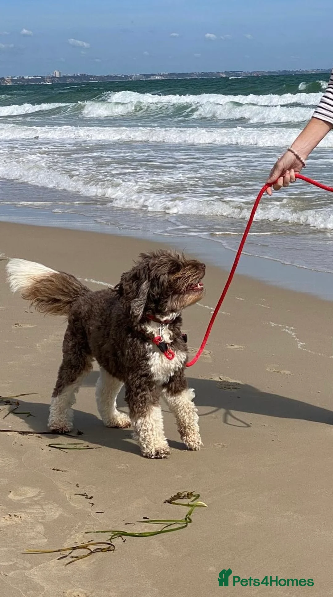 Australian Labradoodle dogs for stud: Proven Miniature Australian Labradoodle Stud  - Advert 5