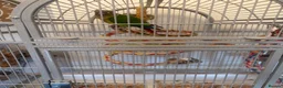 Conures birds for sale: Green Cheek Conure in Hayling Island - Advert 7