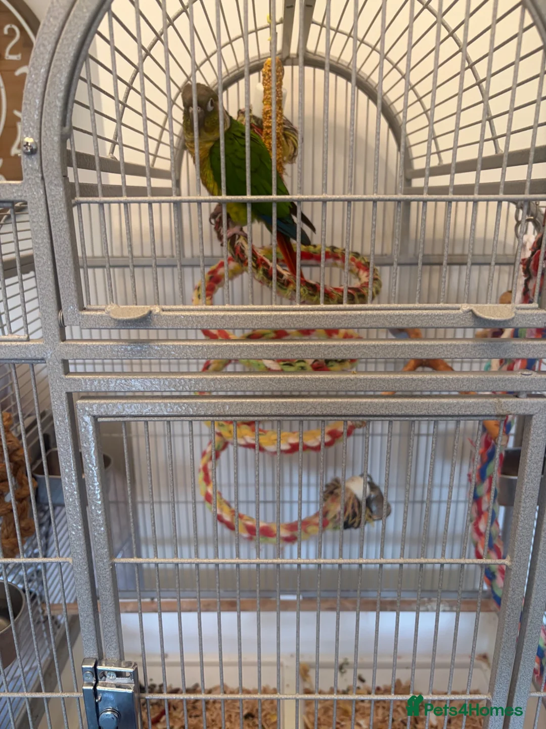 Conures birds for sale: Green Cheek Conure in Hayling Island - Advert 7