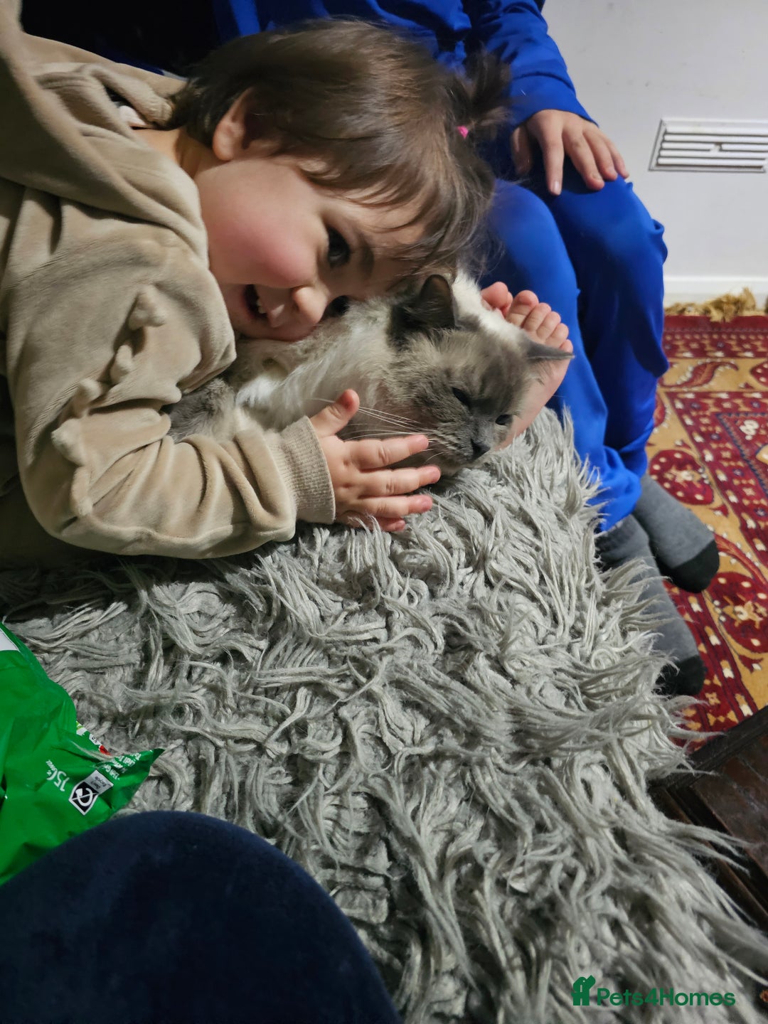 Ragdoll cats for sale:  beautiful Ragdoll cat - Advert 6