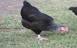 Chickens poultry for sale: Hybrid Hens for Sale - Image 10