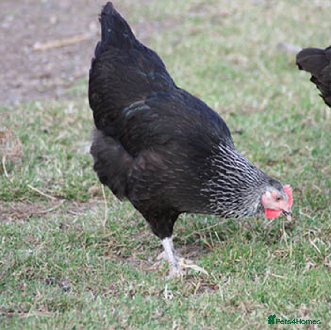 Chickens poultry for sale: Hybrid Hens for Sale - Image 10