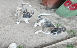 Akita dogs for sale: Akita puppy's ready now - Image 9