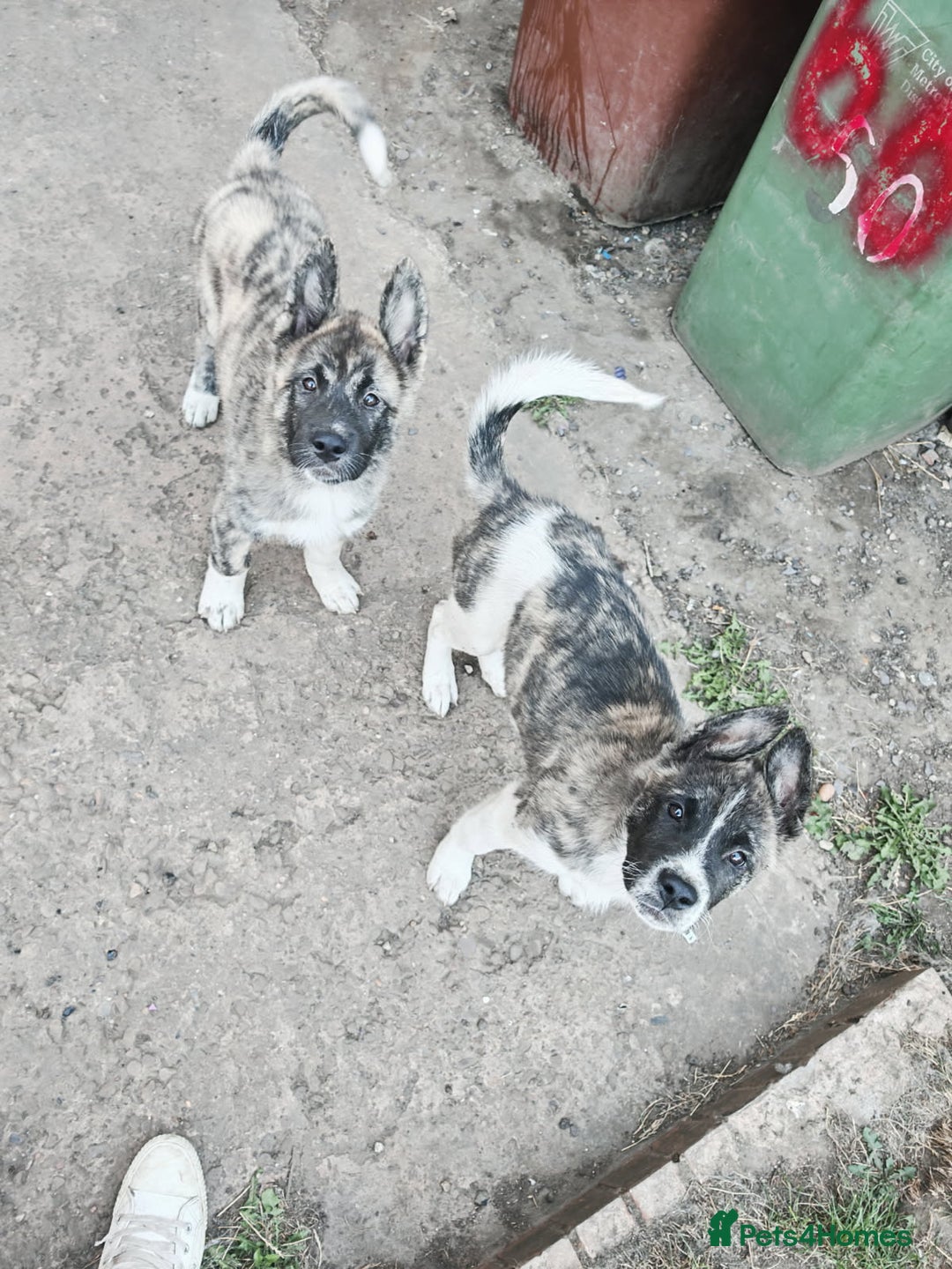 Akita dogs for sale: Akita puppy's ready now - Image 9