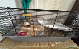 Gerbil rodents for sale: Duprasi (Fat Tailed) Gerbil - Rehome - Image 3
